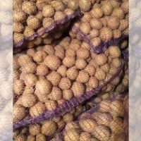 Семенной картофель Рів’єра 1-2 репродукція, опт від 5 тонн