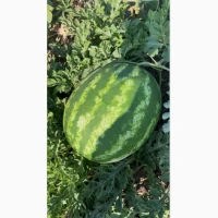 Продам арбуз