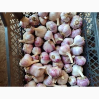 Продам Часник
