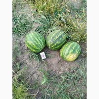 Продам кавун з поля