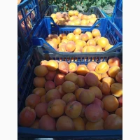 Продам абрикос на заморозку