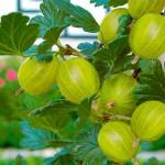 Продам саджанці агрусу Інвікта, Мукурінес, Хіномакі
