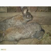Продам 2 самки Фландерши