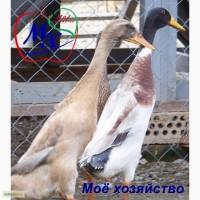 Утиные яйца для инкубации Индийский бегунец