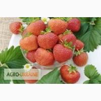 Продам саженцы клубники полка