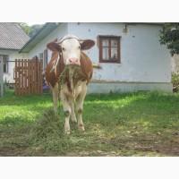 Продаю корову