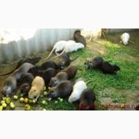 Мясо нутрий