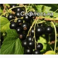Продам саджанці крупноплідної смородини