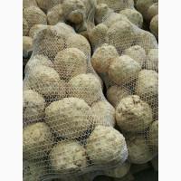 Продам корень сельдерея