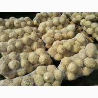 Продам корень сельдерея