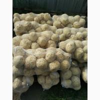 Продам корень сельдерея