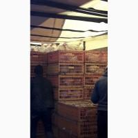 Продам Кур несушек