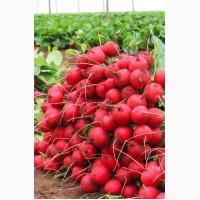 Продам редис Селеста