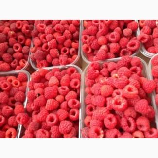 Продам малину сорт полка идевльное качество