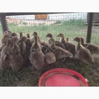 Продам мускусних качок, каченят Різного віку