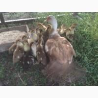 Продам мускусних качок, каченят Різного віку