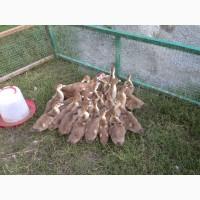 Продам мускусних качок, каченят Різного віку