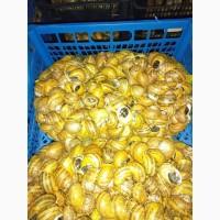 Равлик Helix Aspersa Maxima