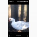 Продам элитных мускусных уток