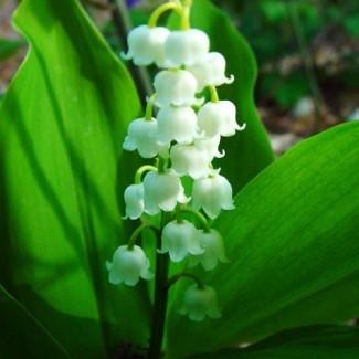 Ландыш майский