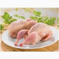 Продам мясо перепелов