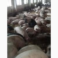 Продам свиней живым весом