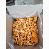 Лисички грибы