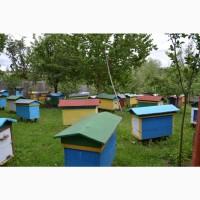 Продам пасіку
