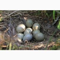 Фазан Мисливський. Інкубаційне яйце фазана Мисливського