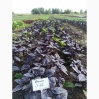 Свіжа Зелень :: Продаж :: Сезон 2022 :: - Базилік зелений/червоний - 60 грн/кг