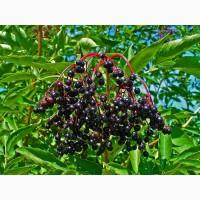 Куплю бузину, рябину красную, рябину черноплодную