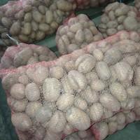 Продам товарный картофель сорт Каррера