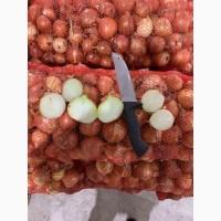 Продам лук отличного качества