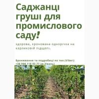 Свженцы груши Н0я6рьсквя, RX