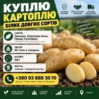 Терміново!!’ Куплю Картофель от 4 ех машин 88 тонн, потребность в месяц 300 тонн