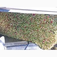 Куплю яблуко на переробку, самовивоз від 24тон