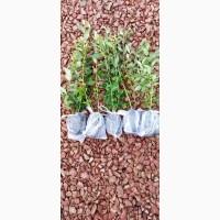 Продам саджанці лохини