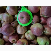 Продам яблука, сорт Гала, Голден