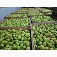 Продам яблука, сорт Гала, Голден