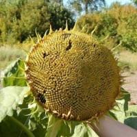 Закупаем семечку