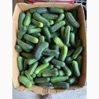 Огірок для засолки