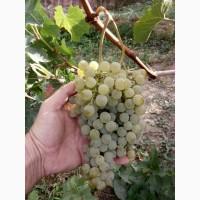 Продам технічний виноград білого сорту Цитронний Магарича виробник