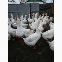Продам гусей, Сумська обл