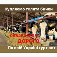 Куплю телята бики