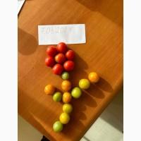 Томат черрі Єгипет