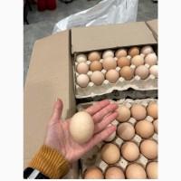 Продам домашні яйця! Від породи Домінант