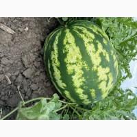 Продам кавун Продюсер, Херсонська обл