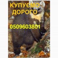 Купляємо шкіри куниці ДОРОГО по усій Україні/хутро/куница