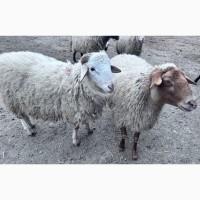 Продам баранчиків та овець. Ціна – 70 грн/кг живої ваги