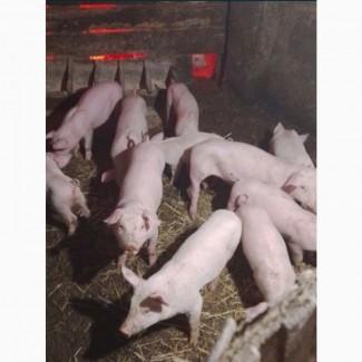 Продам домашніх свиней